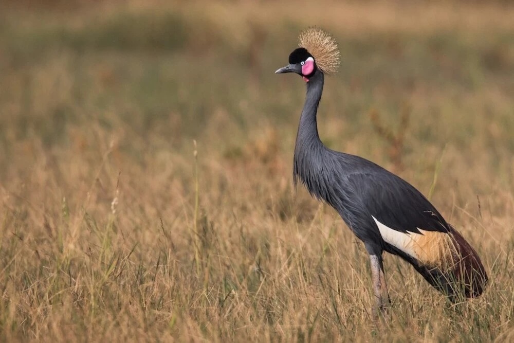 Birdwatching ethiopia